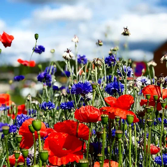 Fields Flower Karışık Çiçek Tohumu 5m2 Fields Flower Karışık Çiçek Tohumu 5m2