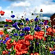 Fields Flower Karışık Çiçek Tohumu 5m2 Fields Flower Karışık Çiçek Tohumu 5m2