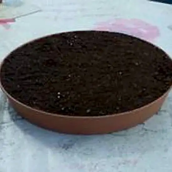 Kedi Çimi 10'lu Paket