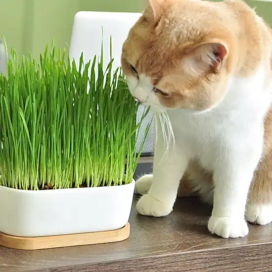 Kedi Çimi 10'lu Paket
