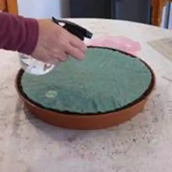 Kedi Çimi 10'lu Paket