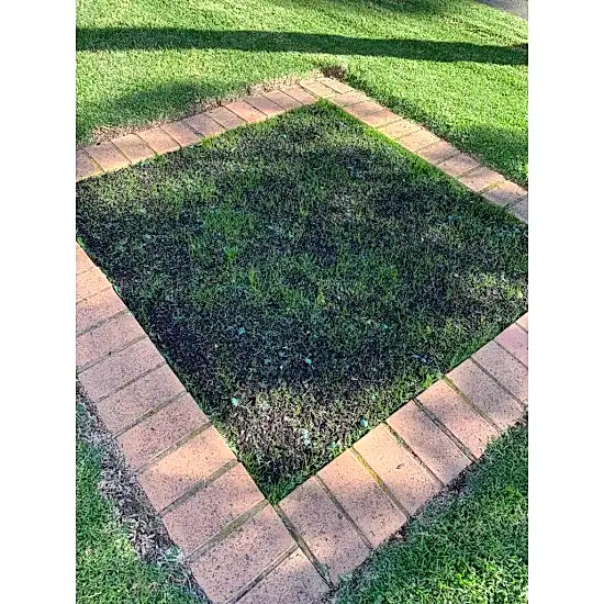 Sunshine Hot Tohumlu Çim Rulosu 10 m2